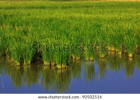 Rice farm in center of thailand it\'s main of freelance