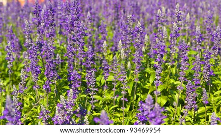 Violet flower present background image