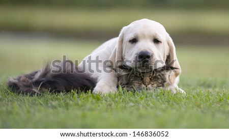 Cat And Dog Love, Friendship, Meeting, Acquaintance