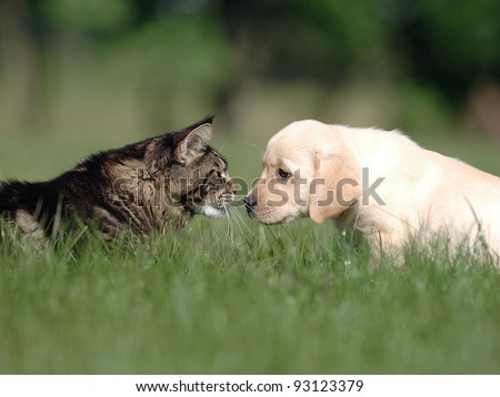 Cat and dog love, friendship, meeting, acquaintance.