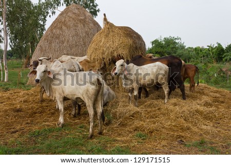 Herds of cows standing around a pile of hay to eat and enjoy.