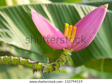 Small banana flower stem pointing up and bent a banana leaf as a background