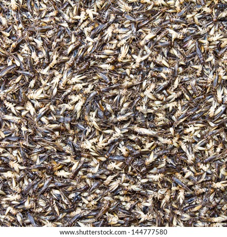 Crickets background with plenty of rich pile them together in preparation for the next meal.