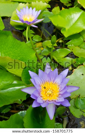 Lotus with purple flowers which bloom above the lush foliage.