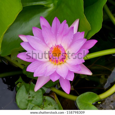 Top view of blooming pink lotus over leaves floating gracefully over water