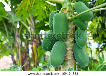 Green papaya fruit abundance on the non-toxic common in gardens.