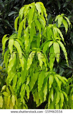 Many leaves of the mango tree with light green leaves and dark green leaves mixed.