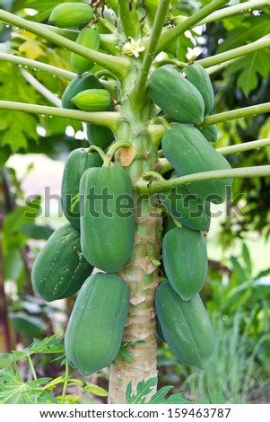 Green papaya fruit abundance on the non-toxic common in gardens.