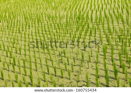 Rice seedlings in the field of agricultural cultivation and rows filled with duckweed