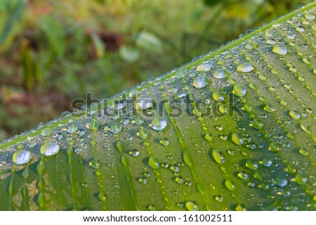 Close-up of many drops of dew on a green banana leaf caused by rain