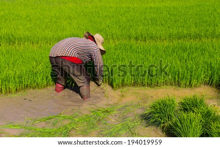 Farmer to withdraw, which had plenty of rice seedlings in paddy fields.