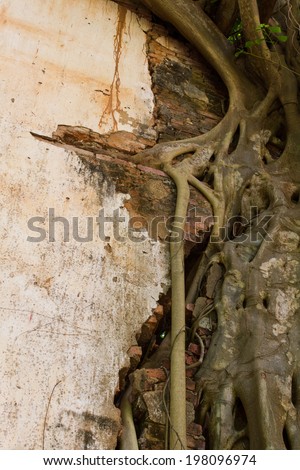 Roots and trunk large banyan vines clamped into a brick wall.