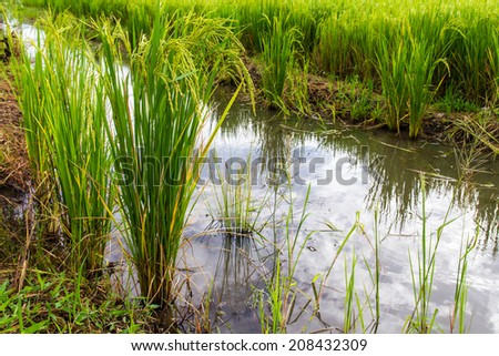 Green rice plants growing in different from the water side berms.