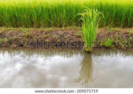 Green rice plants growing in different from the water side berms