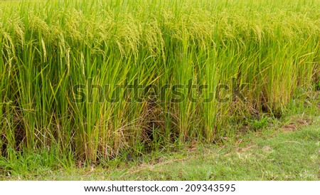 Green rice grains that are grown in paddy soil with grass being cut