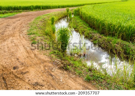 Dirt road with ditches store water in rice fields Thailand.