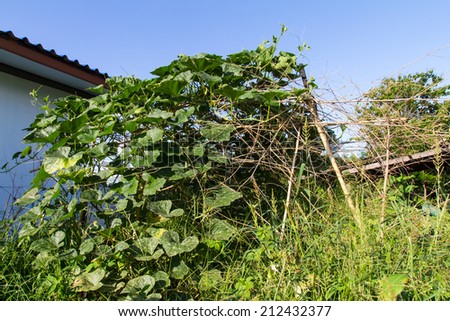 Pumpkin vine hanging on a bamboo house scene.