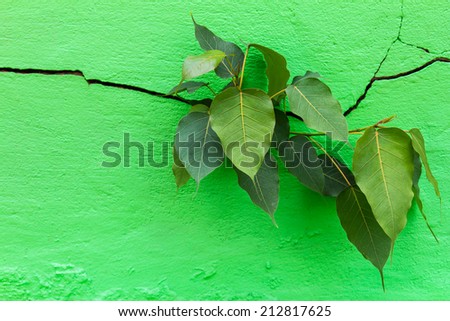 Bodhi tree growth emerging from the cracks of a green wall.