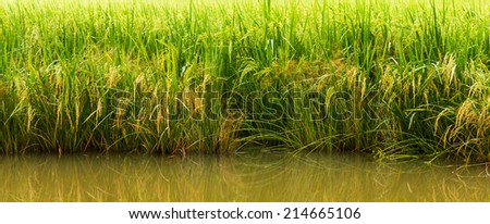 Low angle reflection water in rice farming in Thailand.