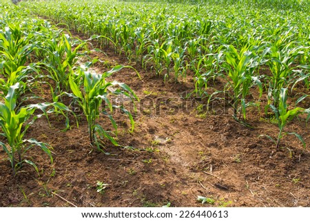 Corn crop in the ground usually reserved for the treatment.