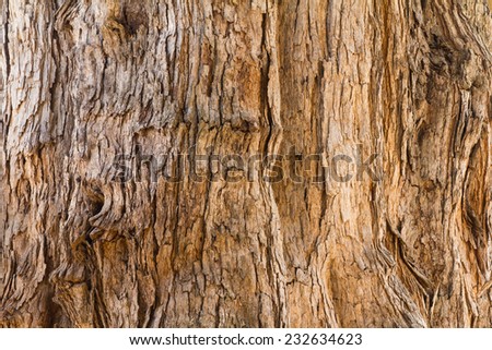 Close up background texture of a large ancient tamarind tree.