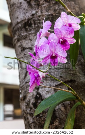 Beautiful purple orchid blossom on the trees are building a scene.