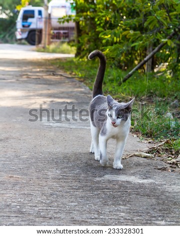 Thailand gray and white cat walking on a paved road with trucks.