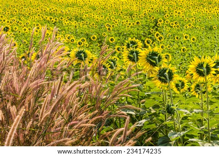 Flower of grass and sunflowers are facing the light and back to us.