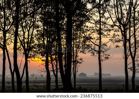 View Silhouette of trees, many under the sun rise in the morning splendor.