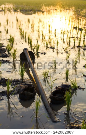 Old shoes with hoes was left on the muddy water in the paddy fields.