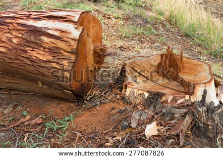 Eucalyptus be cut down, but then fell, leaving the remaining stump of the tree will be utilized.