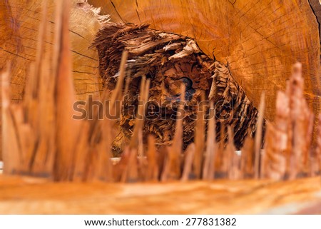Close-fiber spiky tree stump, which is torn from trees with chain saw by humans.