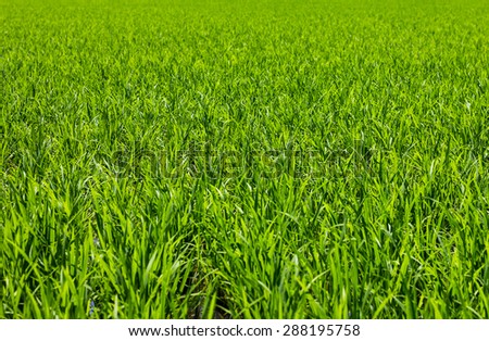 Thailand rice background which has green leaves waiting period before harvest rice grains.