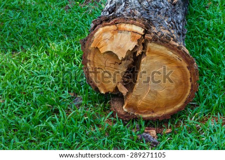 Close up of a cross section of a tree stump fell on the grass, which is deforestation.