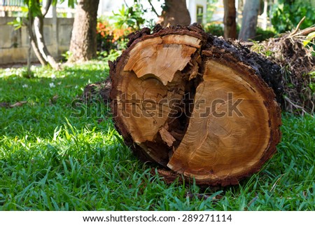 Close up of a cross section of a tree stump fell on the grass, which is deforestation.