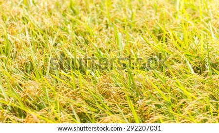 Background grains of rice in Thailand beautiful golden yellow that grow near harvest.