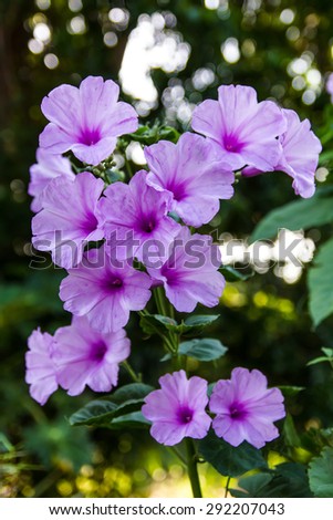 Morning Glory Flower Purple many large flowers which bloom background bokeh.