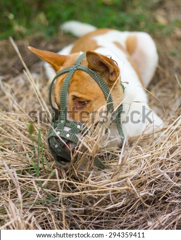 Thailand brown and white dog wearing a muzzle mouth lie on hay in the garden, very funny.
