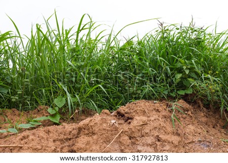 Close isolates the bottom of the grass weeds that grow on the barren soil of Agriculture, Thailand.