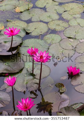 Group Lotus bloom more beautifully often be found in ditches, swamps of Thailand which may be dirty.