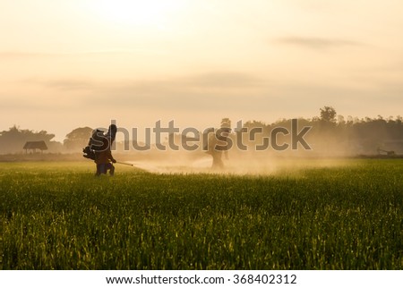 Farmers are spraying the leaves with liquid fertilizer sprayed onto the seedlings to spread green space.