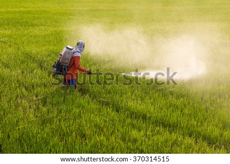 Thailand Man farmer to spray herbicides or chemical fertilizers on the fields green rice growing.