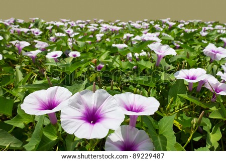Morning glory flower. Morning glory flowers are white mixed with purple.
