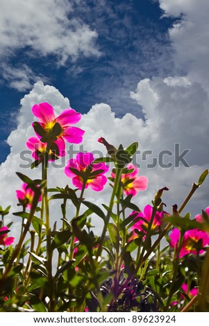 Flowers pink clouds. Pink flowers beneath the clouds and sky gracefully.