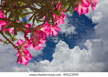 Pink flowers beneath the clouds. Pink flowers beneath the clouds and sky gracefully.