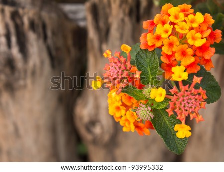 Small flowers. Small, colorful flowers on a background of old wood.