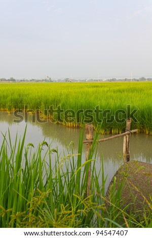 Cement pipes in rice. Cement pipe for drainage in the paddy fields.