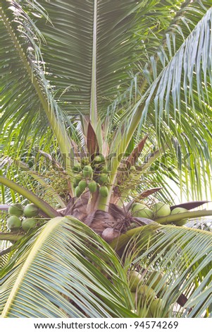 Coconut on the tree. Coconut on the coconut trees with small and big.