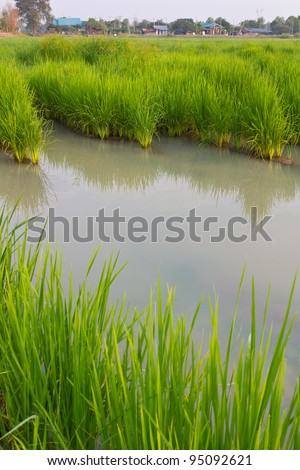 Space in the rice fields. Water is a space between the rice.