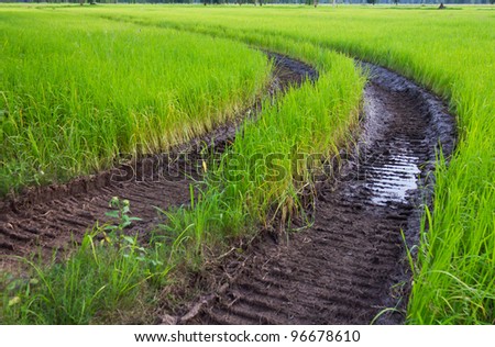 Traces of the wheel in the rice harvest.
